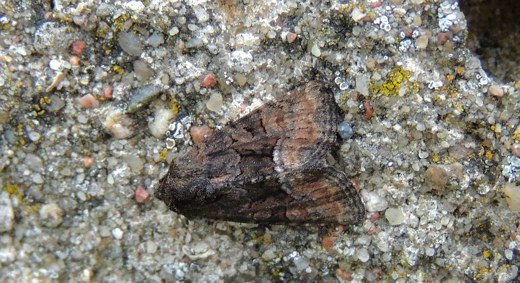 Apamea illyria