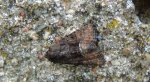 Apamea illyria