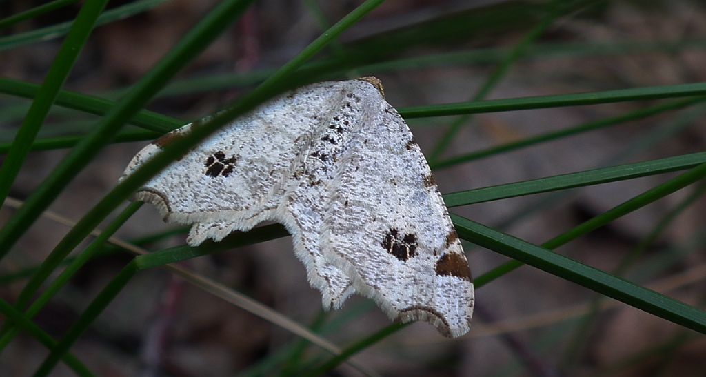 Witalnik dębiak (Macaria notata)