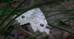 Witalnik dębiak (Macaria notata)
