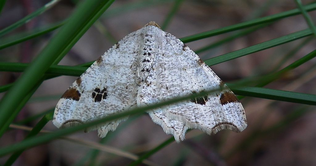 Witalnik dębiak (Macaria notata)