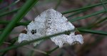 Witalnik dębiak (Macaria notata)