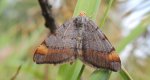 Witalnik sosnowiak (Macaria liturata)
