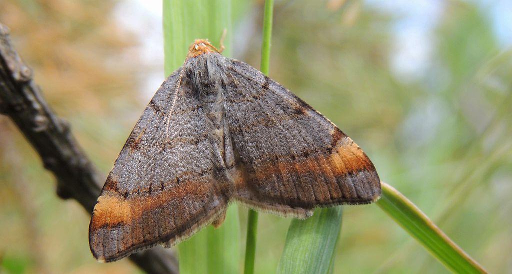 Witalnik sosnowiak (Macaria liturata)