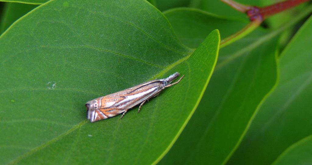 Wachlarzyk łąkowiaczek (Crambus nemorellus)