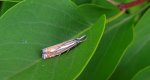 Wachlarzyk łąkowiaczek (Crambus nemorellus)