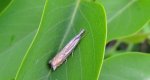 Wachlarzyk łąkowiaczek (Crambus nemorellus)