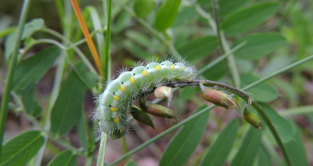 Kraśnik wykowiec (Zygaena viciae)