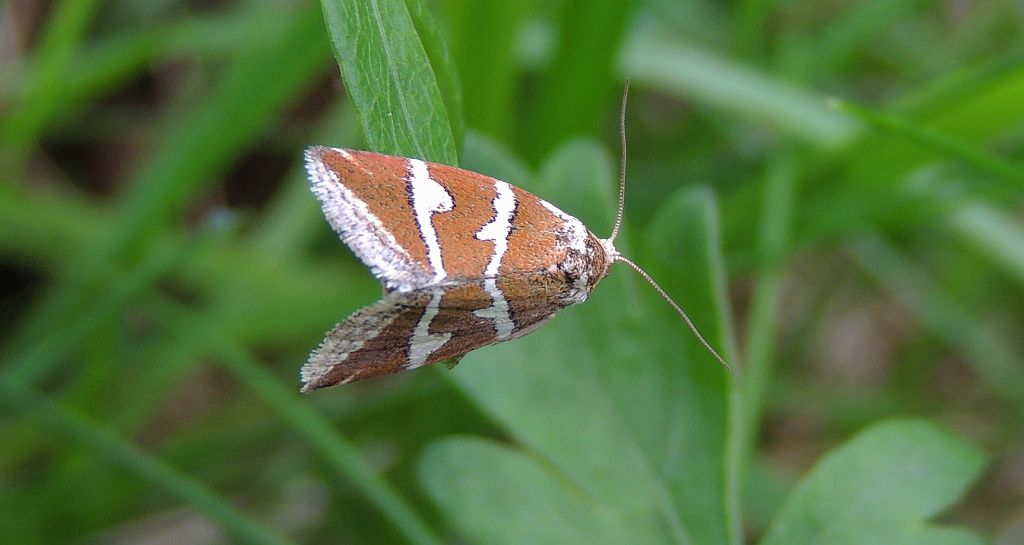 Deltote bankiana