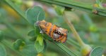 Zwójka tęczowana (Olethreutes arcuella)