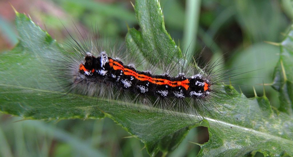 Kuprówka złotnica (Euproctis similis)