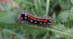 Kuprówka złotnica (Euproctis similis)