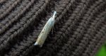 Wachlarzyk łąkowiaczek (Crambus nemorellus)