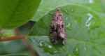 Celypha lacunana, Olethreutes lacunana