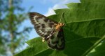 Przezierka pokrzywianka (Anania hortulata)