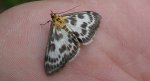Przezierka pokrzywianka (Anania hortulata)