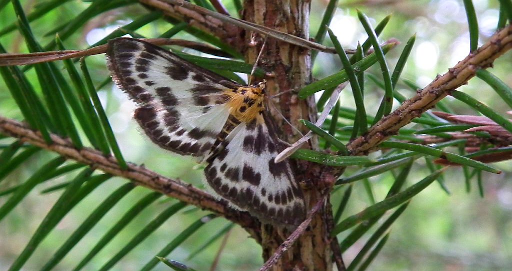 Przezierka pokrzywianka (Anania hortulata)