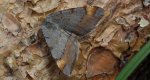 Witalnik sosnowiak (Macaria liturata)