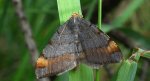 Witalnik sosnowiak (Macaria liturata)