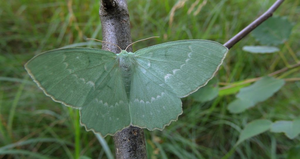 Miernik zieleniak (Geometra papilionaria)