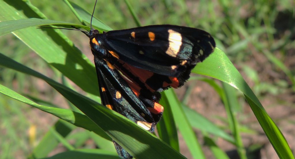 Krasopani poziomówka (Callimorpha dominula)