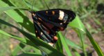 Krasopani poziomówka (Callimorpha dominula)