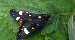 Krasopani poziomówka (Callimorpha dominula)
