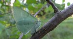 Miernik zieleniak (Geometra papilionaria)