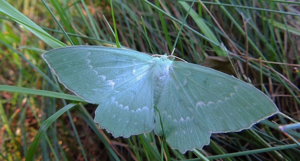 Miernik zieleniak (Geometra papilionaria)