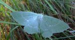 Miernik zieleniak (Geometra papilionaria)