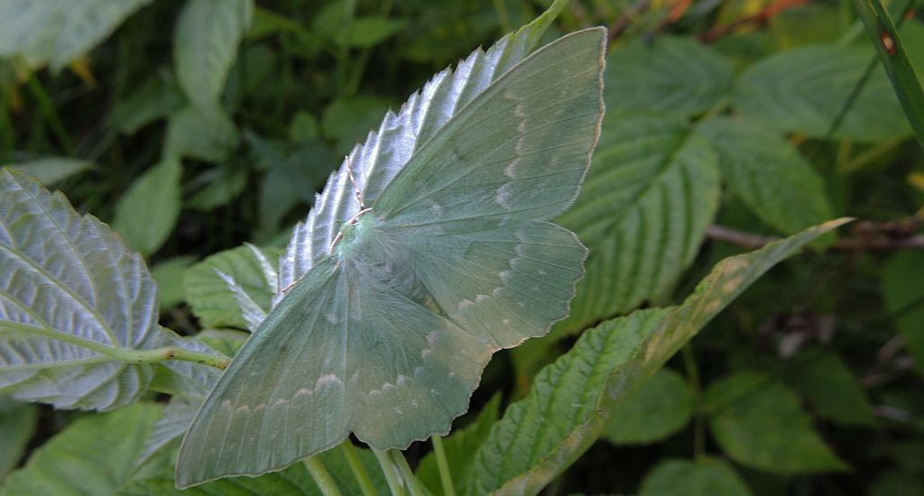 Miernik zieleniak (Geometra papilionaria)