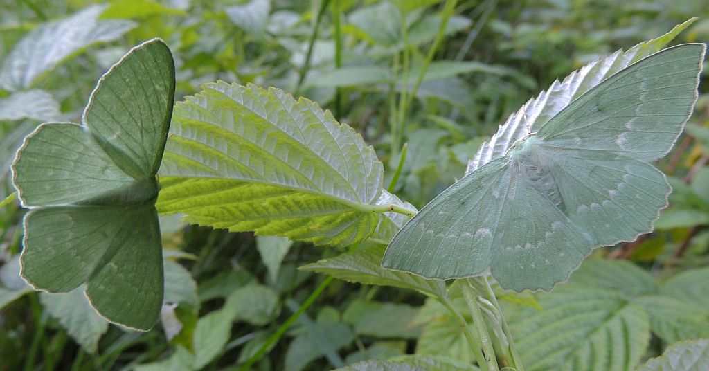 Miernik zieleniak (Geometra papilionaria)