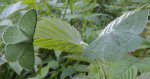 Miernik zieleniak (Geometra papilionaria)