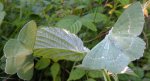 Miernik zieleniak (Geometra papilionaria)