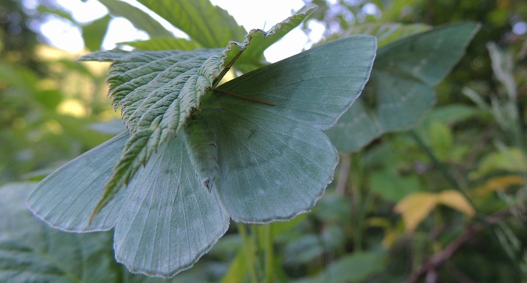 Miernik zieleniak (Geometra papilionaria)