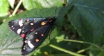 Krasopani poziomówka (Callimorpha dominula)