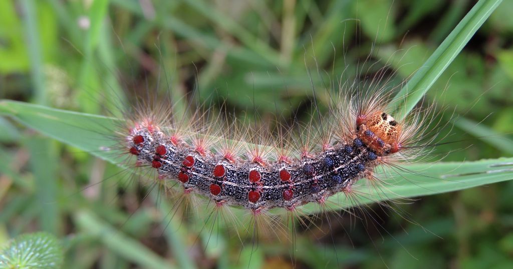 Brudnica nieparka (Lymantria dispar)