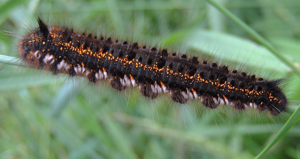 Barczatka napójka (Euthrix potatoria)