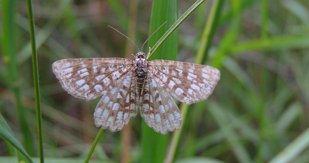 Witalnik nostrzak ( Chiasmia clathrata )