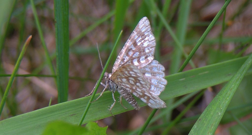 Witalnik nostrzak ( Chiasmia clathrata )