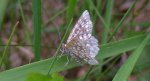 Witalnik nostrzak ( Chiasmia clathrata )