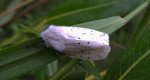 Szewnica miętówka (Spilosoma lubricipeda)