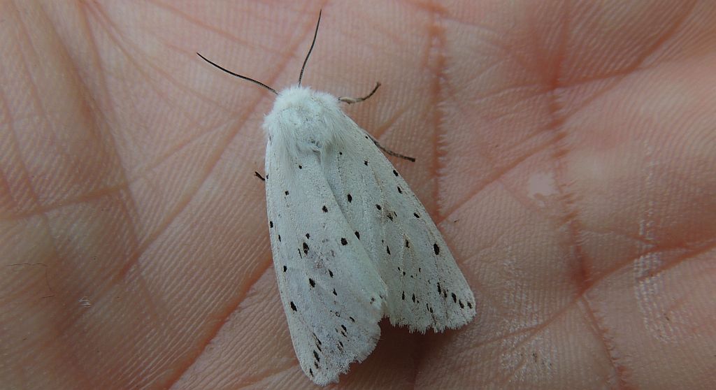 Szewnica miętówka (Spilosoma lubricipeda)