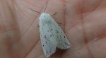 Szewnica miętówka (Spilosoma lubricipeda)