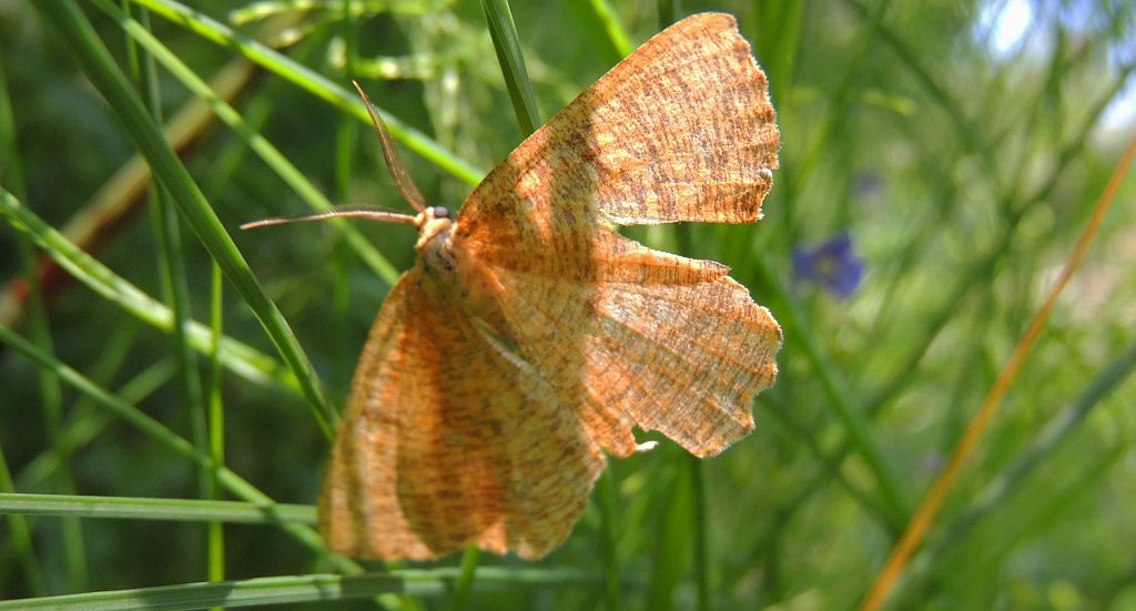 Szypleć leszczyniak (Angerona prunaria)