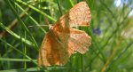 Szypleć leszczyniak (Angerona prunaria)