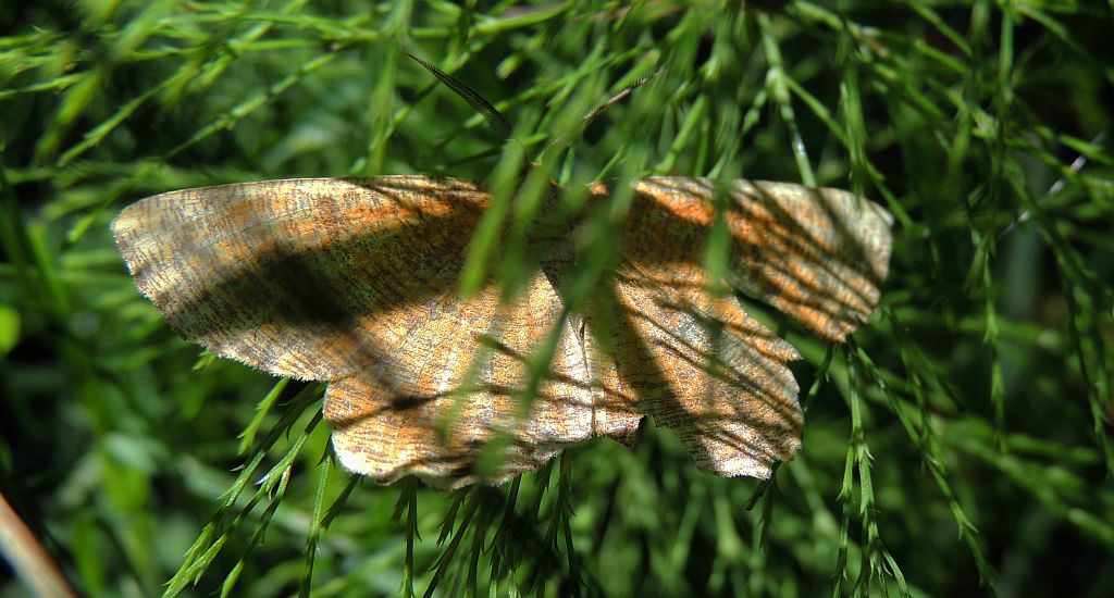 Szypleć leszczyniak (Angerona prunaria)