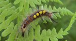 Znamionówka starka (Orgyia antiqua)