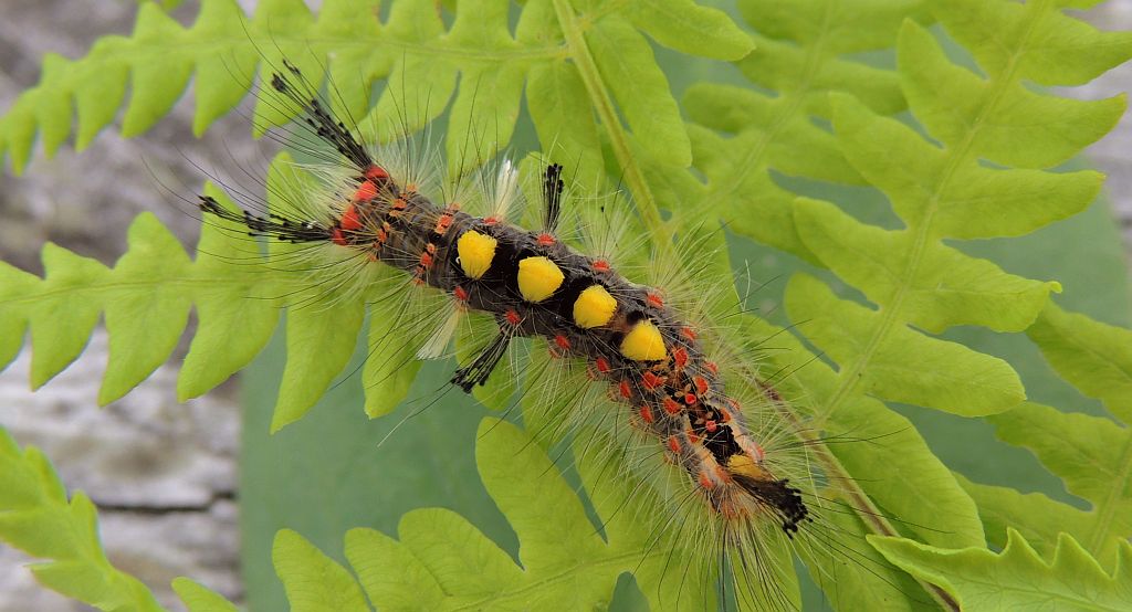 Znamionówka starka (Orgyia antiqua)