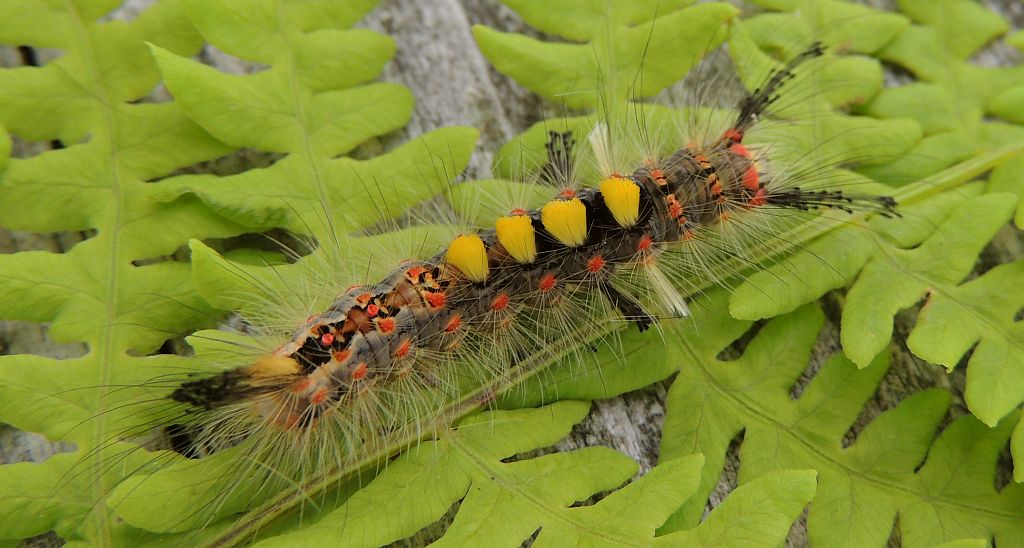 Znamionówka starka (Orgyia antiqua)